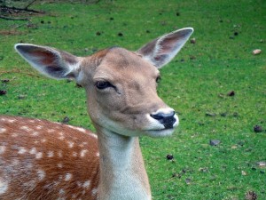 roe-deer-377190_640