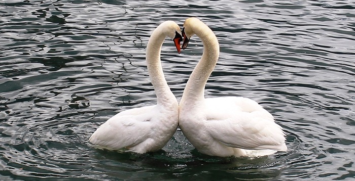 Cenerentola e San Valentino_cigni 700