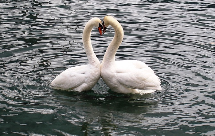 Amor, Amore, Amori_cigni