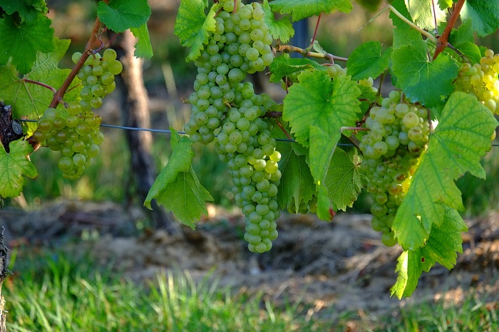 Gran Festa della Vendemmia_filare 700