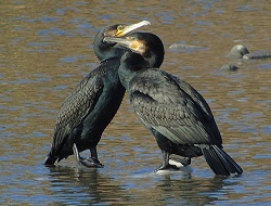 cormorani coccolosi o sporcaccioni?