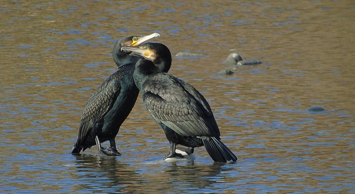 cormorani coccolosi