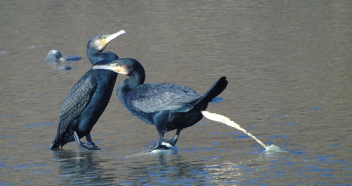 cormorani sporcaccioni?