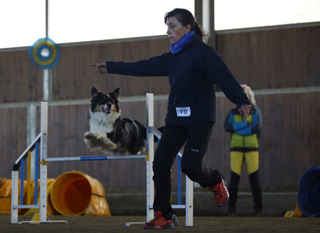 Agility Dog