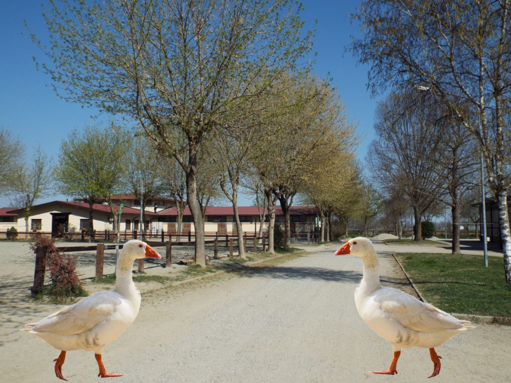 Clubhouse de La Peschiera Q.H.