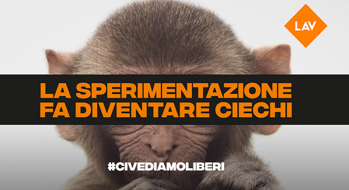 no vivisezione